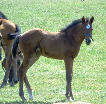 2020 filly by Dubawi